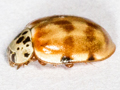 Harmonia quadripunctata